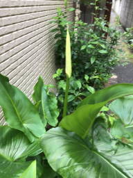 カラー