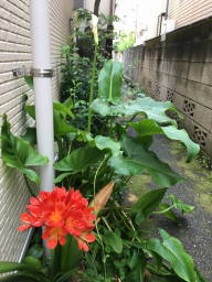 カラー