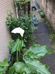 カラー