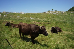 �l���J���X�g