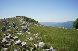 �l���J���X�g